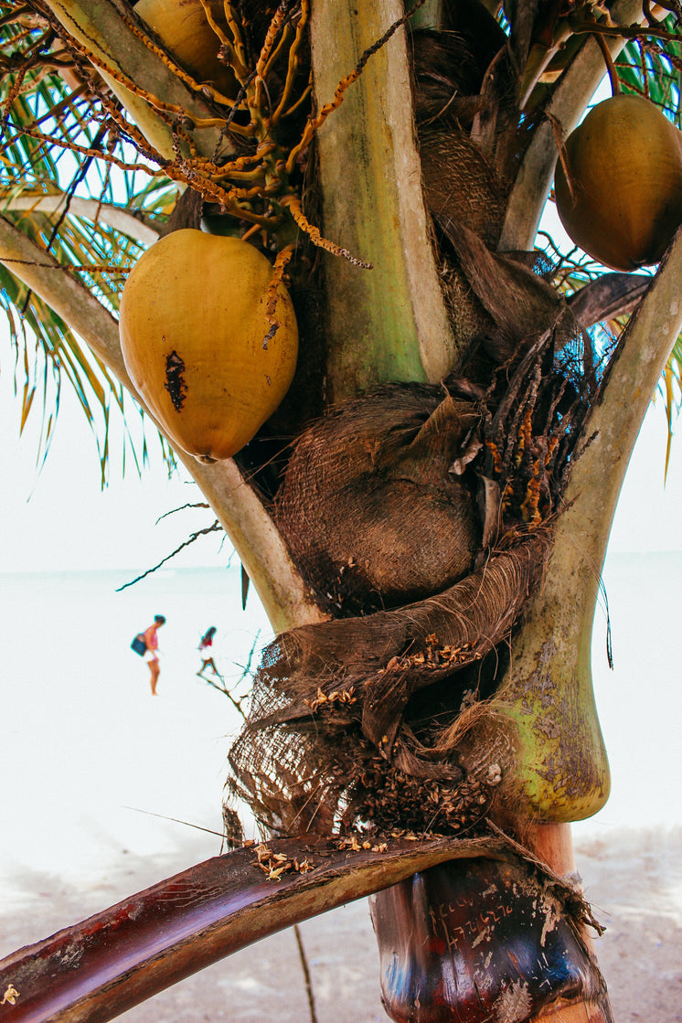 Coconut Tree Closeup