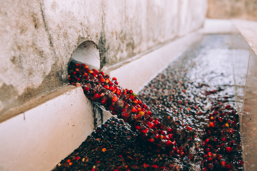 coffee beans flowing through water