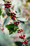 coffee beans on branch
