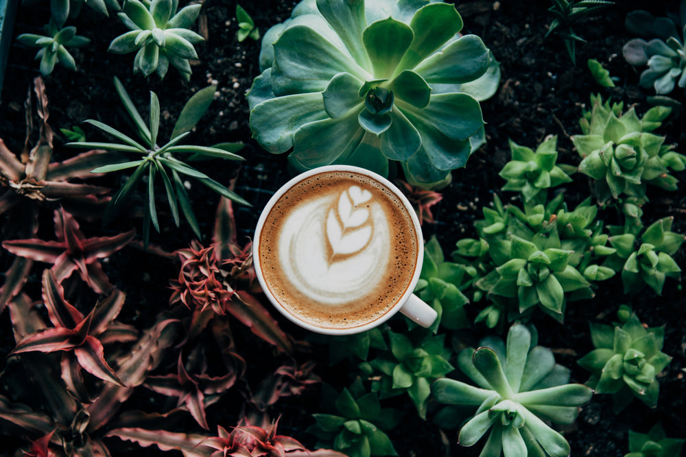 café no meio de plantas