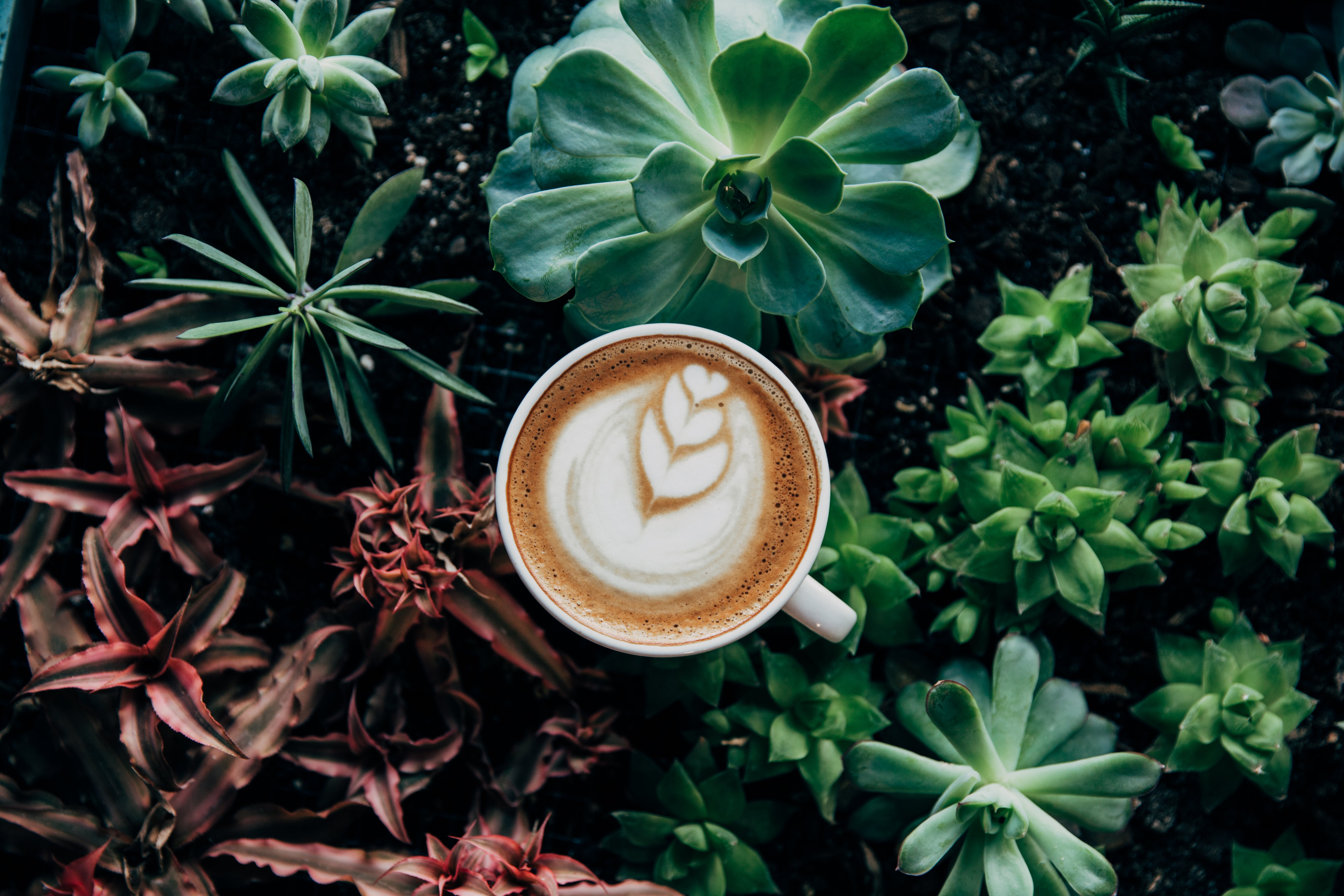 Picture of Coffee In Plants