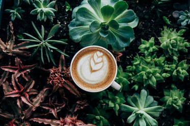 café no meio de plantas