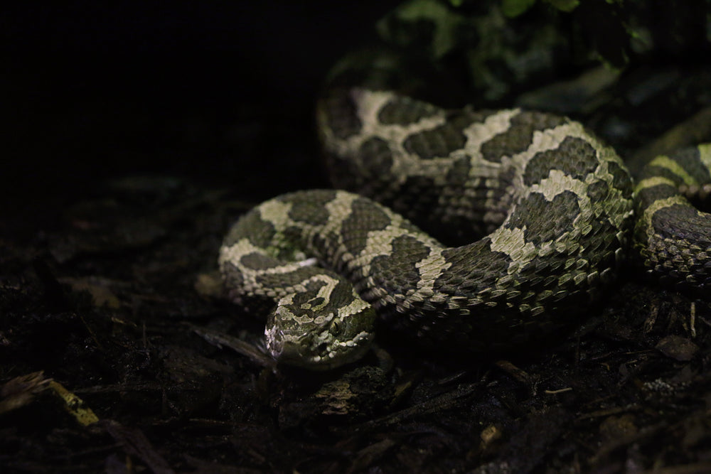 coiled snake on wet ground