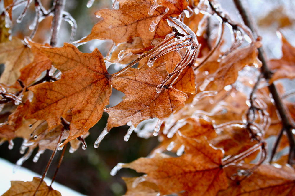 cold winter leaf