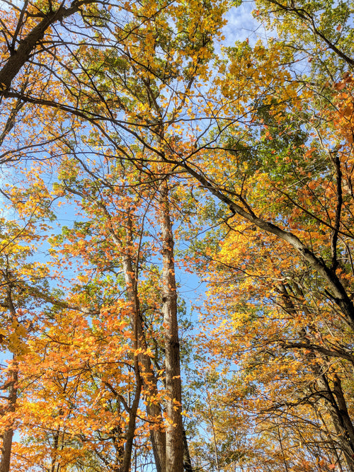 colorful autumn leaves on tall trees