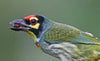 colorful bird holding berry in beak
