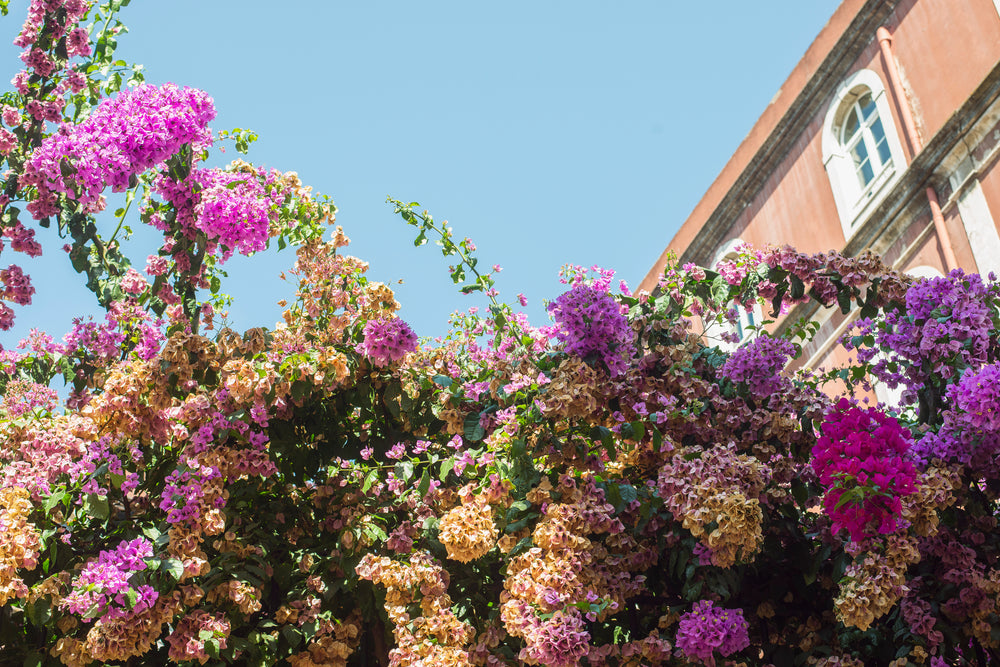 colorful flowers below historical building