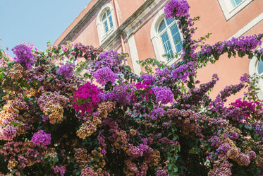 colorful flowers blooming below historical building