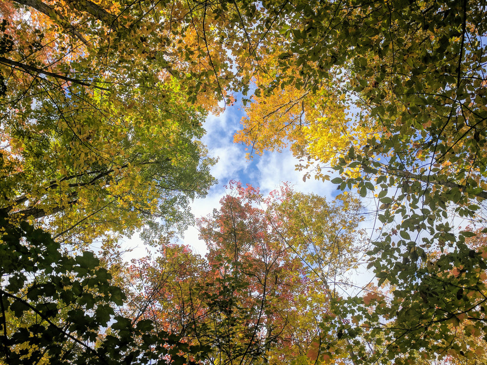 colorful forest leaves in canopy