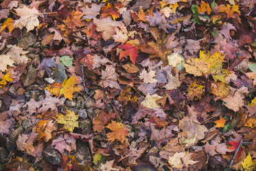 colorful leaves fallen in autumn