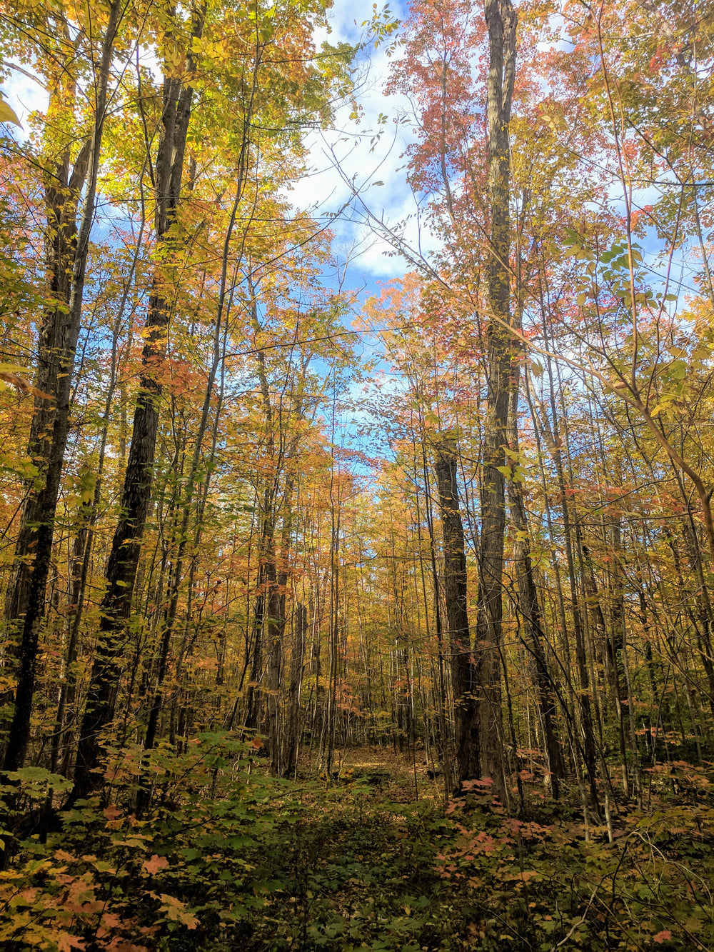 colorful leaves on forest floor and path