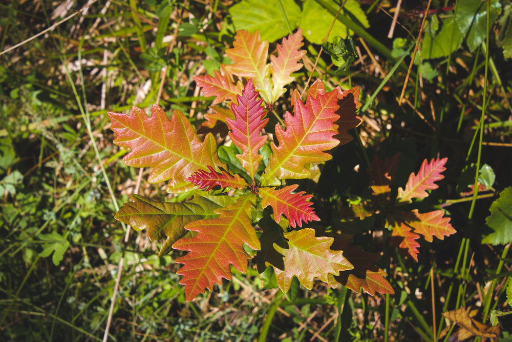 colorful plant