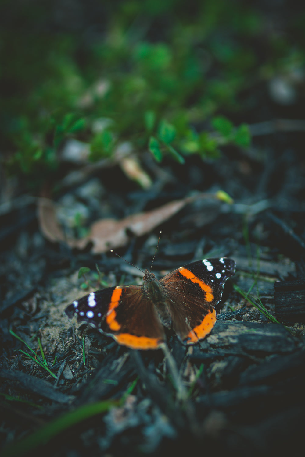 colors pop on the wings of a butterfly