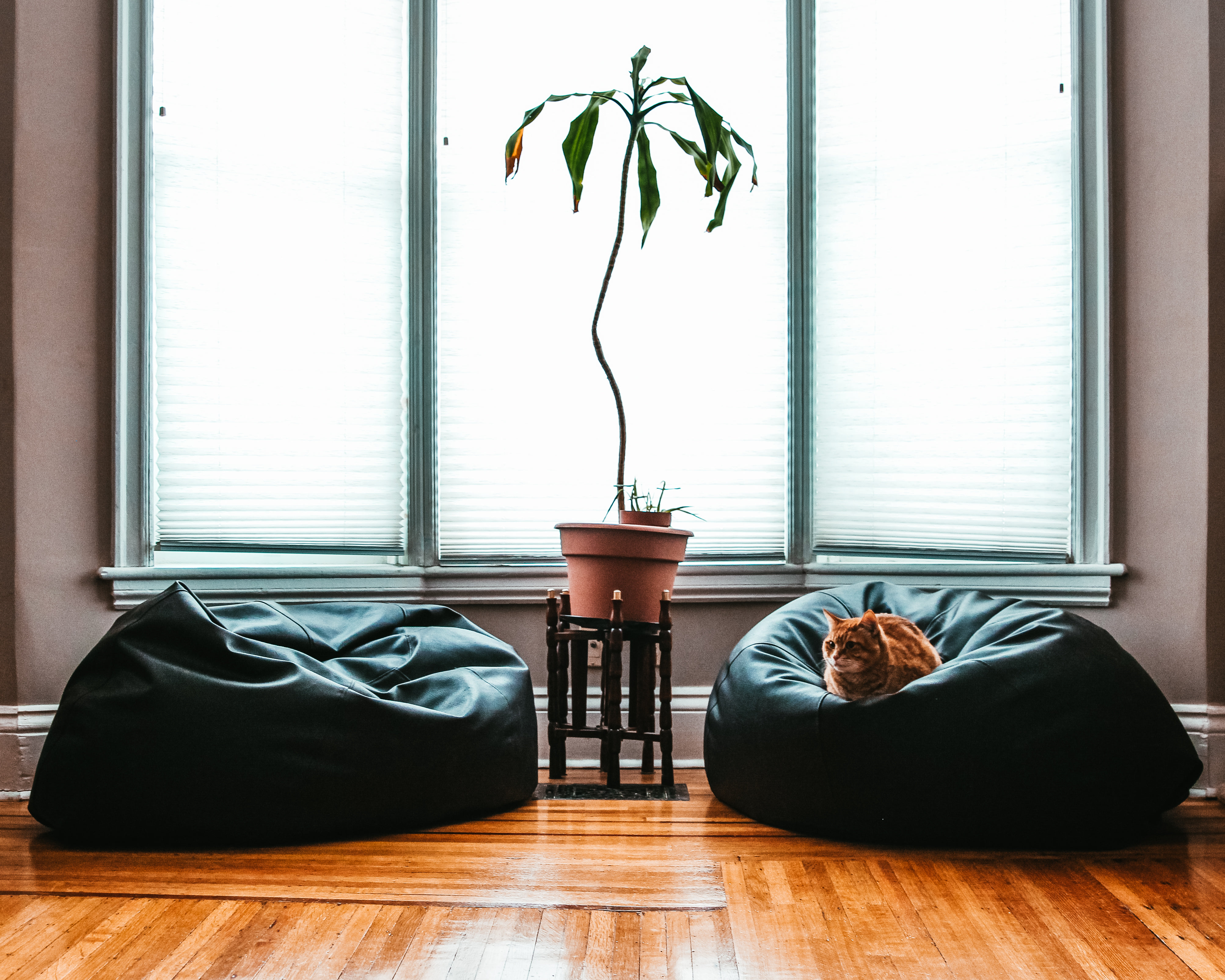 Comfortable Living Room Cat