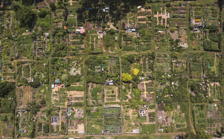 community-garden-in-the-city.jpg?width=7
