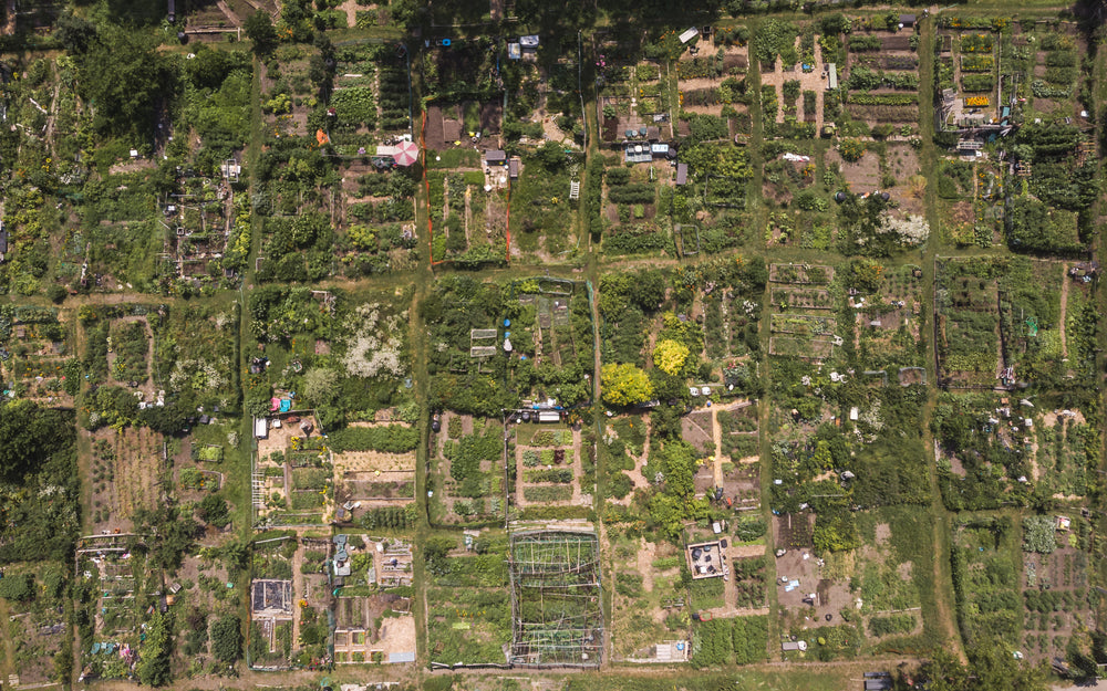 community garden in the city