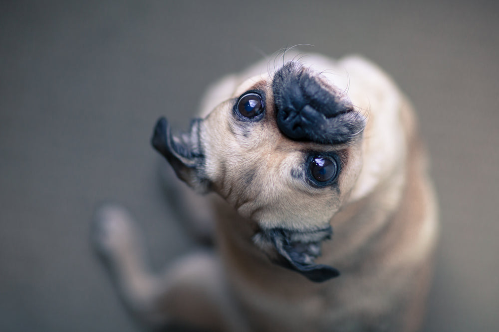 pug olhando para cima