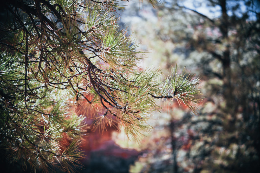 coniferous pine close up