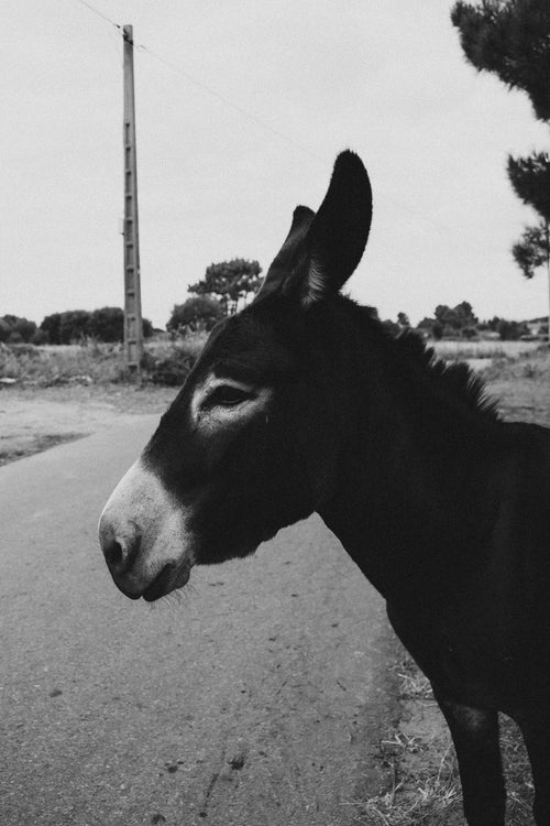 contemplative donkey