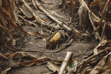 corn cob lays on muddy field