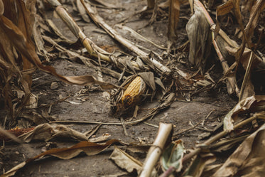 corn cob lays on muddy field