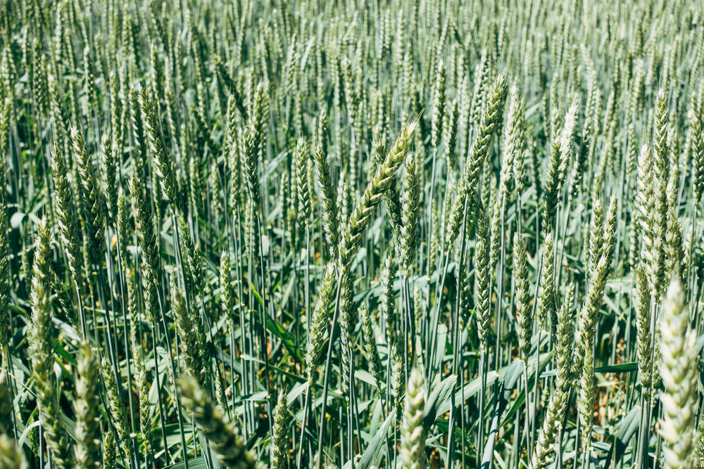 corn field moving in the breeze