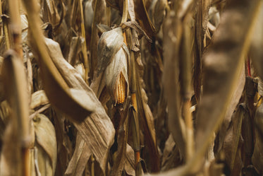 corn hangs from dry stalk