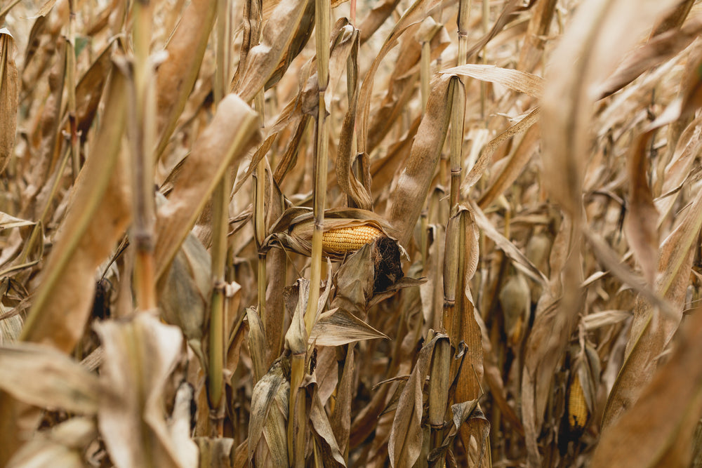 corn in autumn field