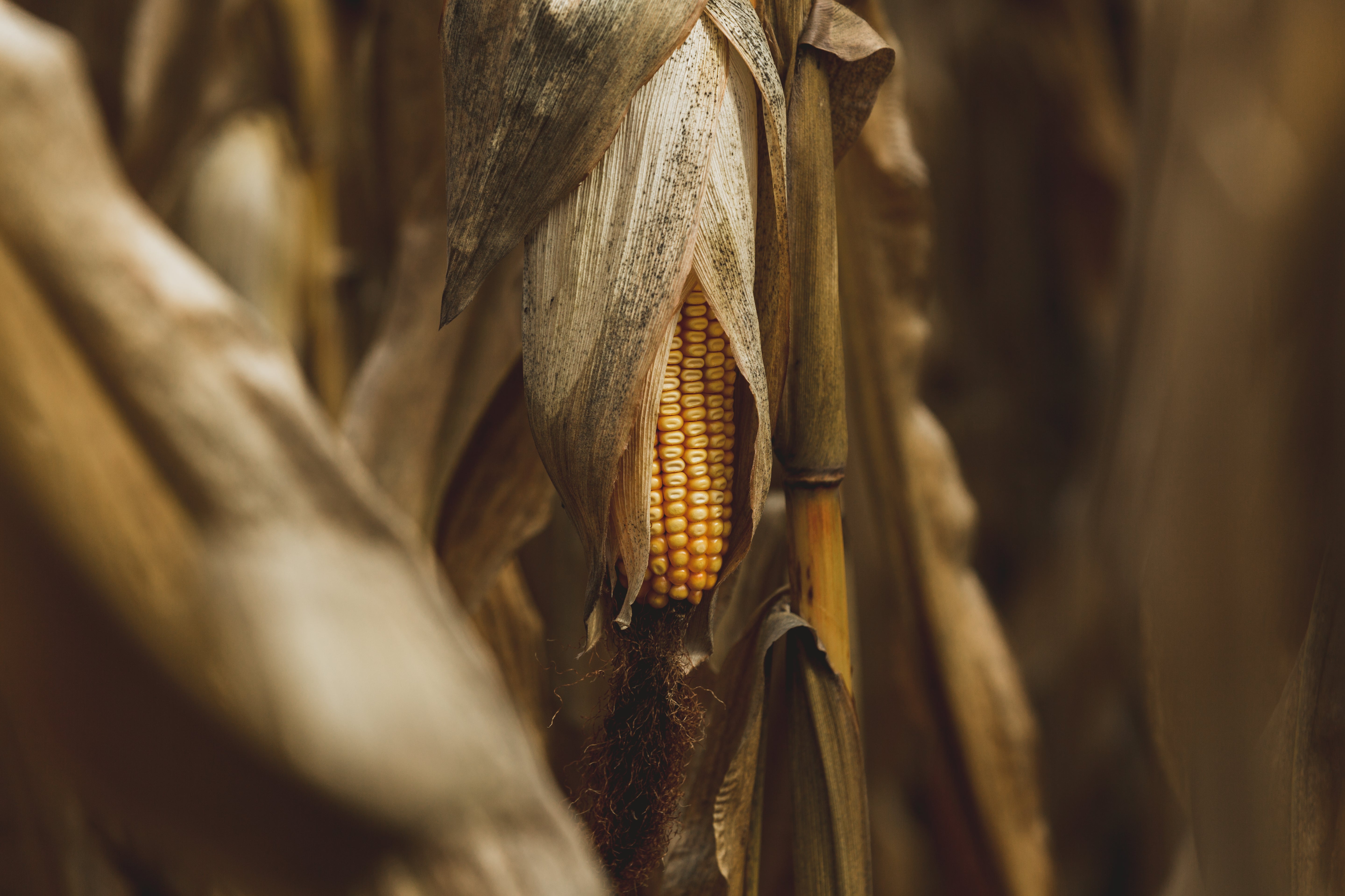 Dried Corn Husk Royalty-Free Images, Stock Photos & Pictures