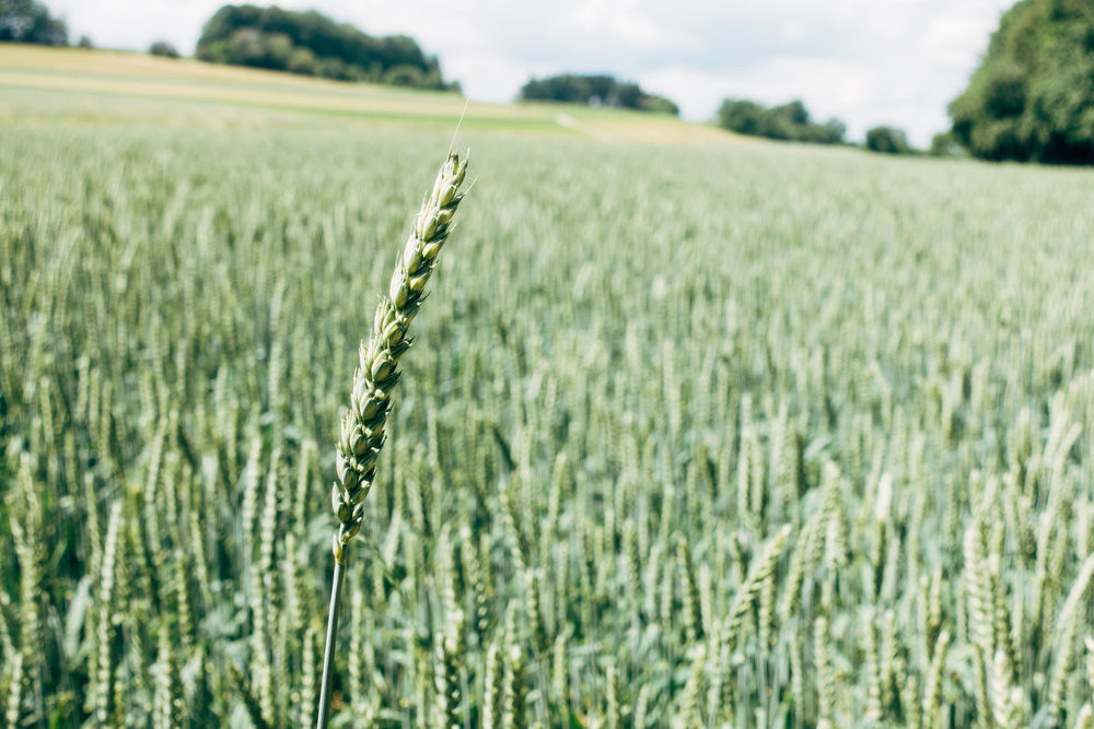 corn in focus in a large field