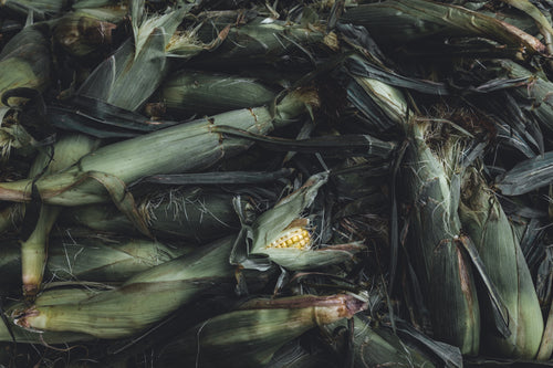 corn in husk at harvest