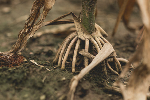 corn plant roots