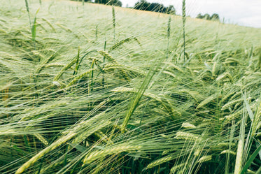 corn swaying in a gentle breeze