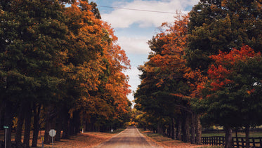 estrada deserta no outono