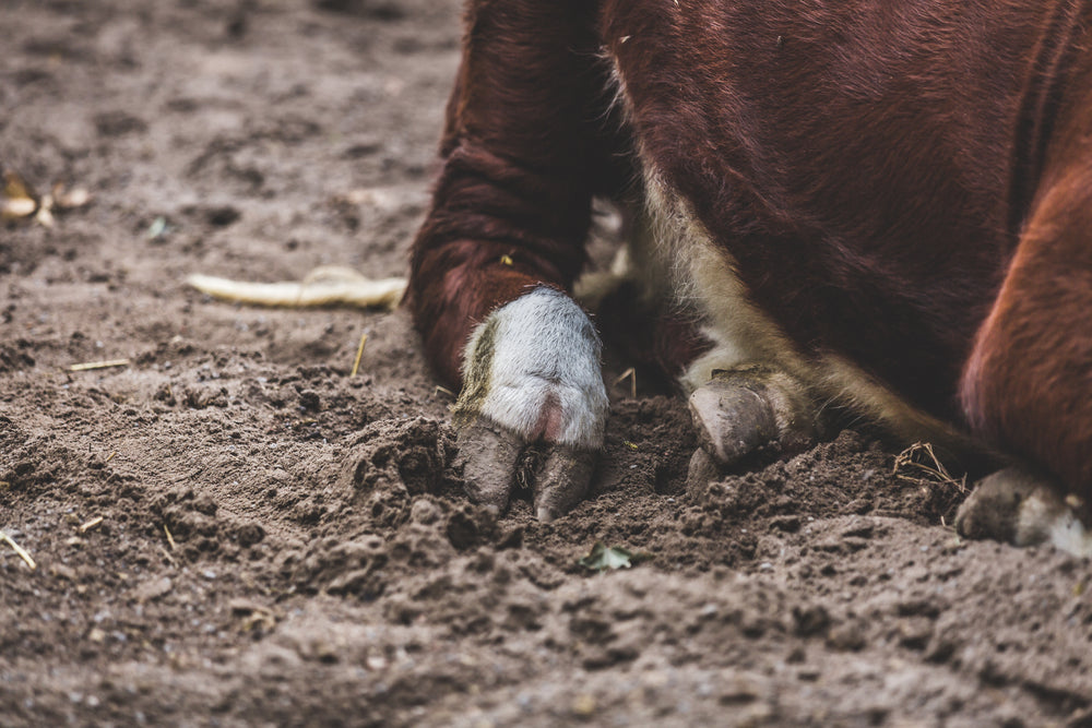 cow foot