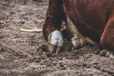 Free Cow Foot Photo — High Res Pictures