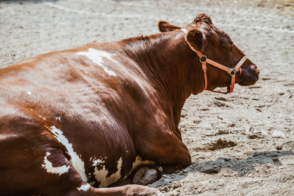 cow lying down