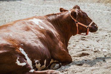 Free Cow Lying Down Photo — High Res Pictures