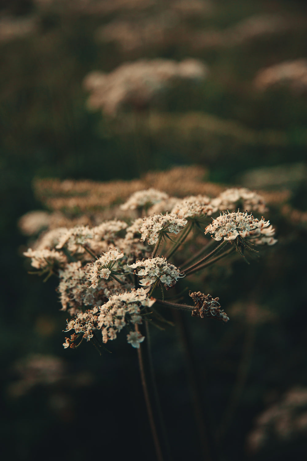 cow parsley plant in the wild