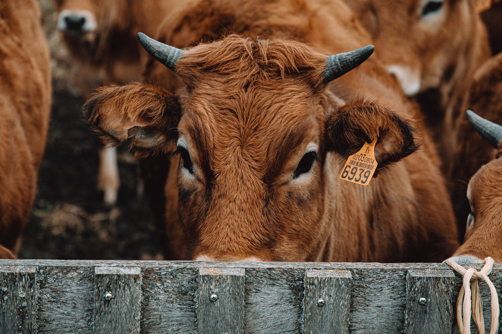 cow peeks over a fence