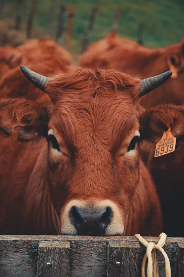 cow rests their chin on a fence