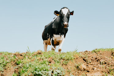 cow stands in the middle of the frame against blue skies