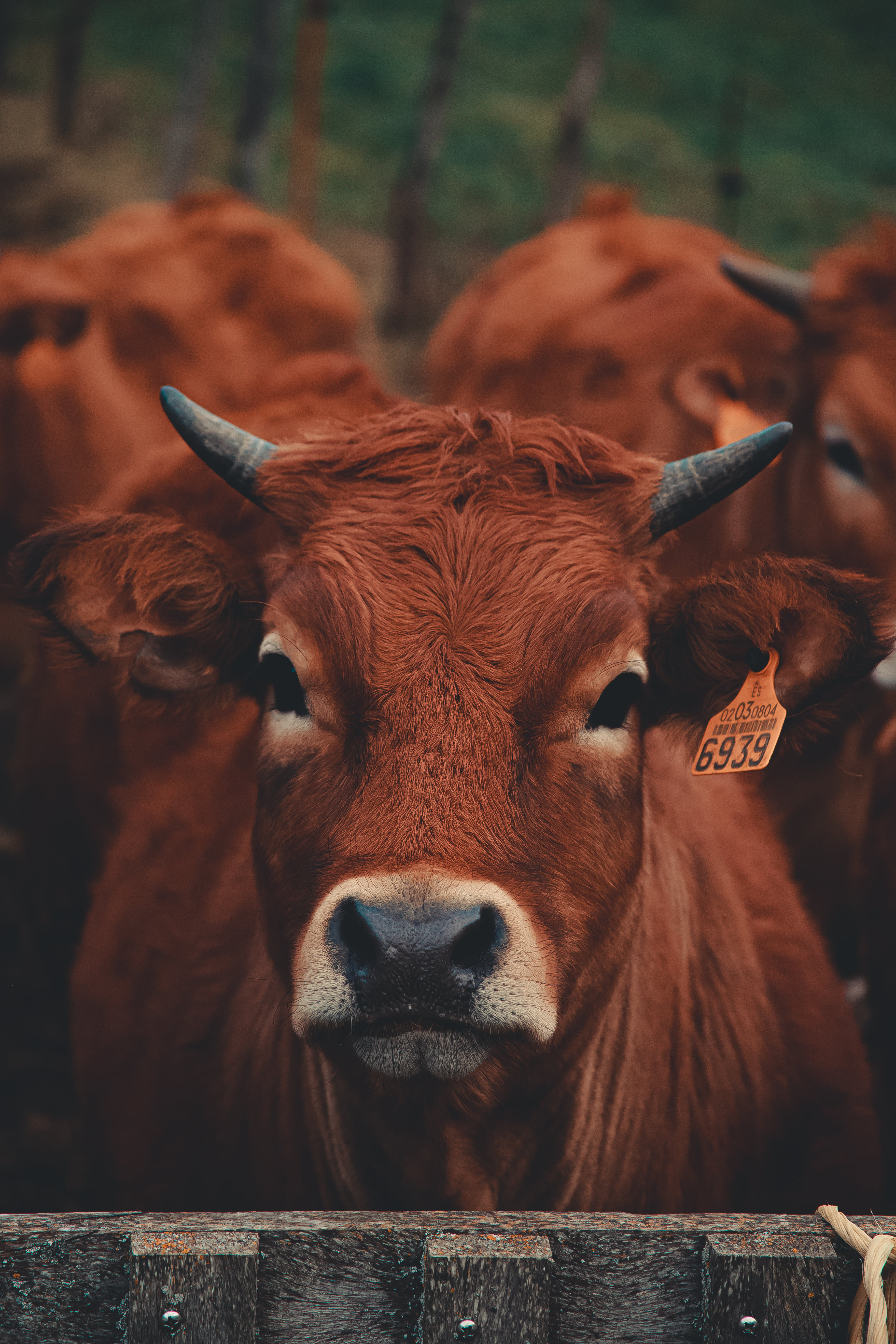 Free download Cow HD Wallpapers Animals World [640x360] for your Desktop,  Mobile & Tablet | Explore 43+ HD Cow Wallpaper | Cute Cow Wallpaper, Cow  Wallpaper, Funny Cow Wallpaper