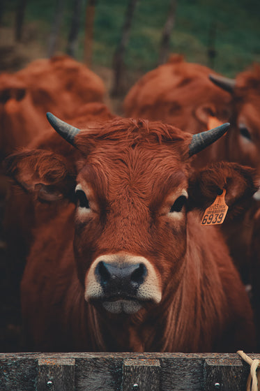 cow stands patiently for his close up