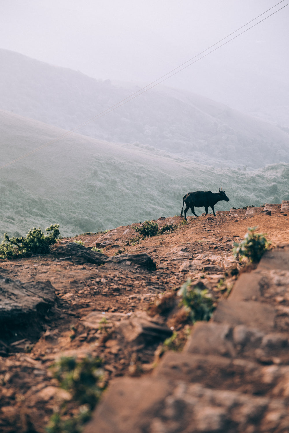 cow walks up rust colored hill