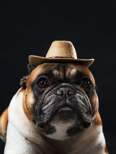 cowdog in a hat