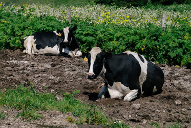 cows rest in farm field
