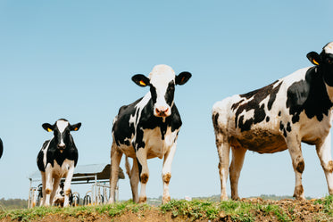 cows stand in their pasture and look at the camera