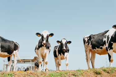 cows stand on grass looking down towards the camera