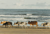 cows strolling along the beach